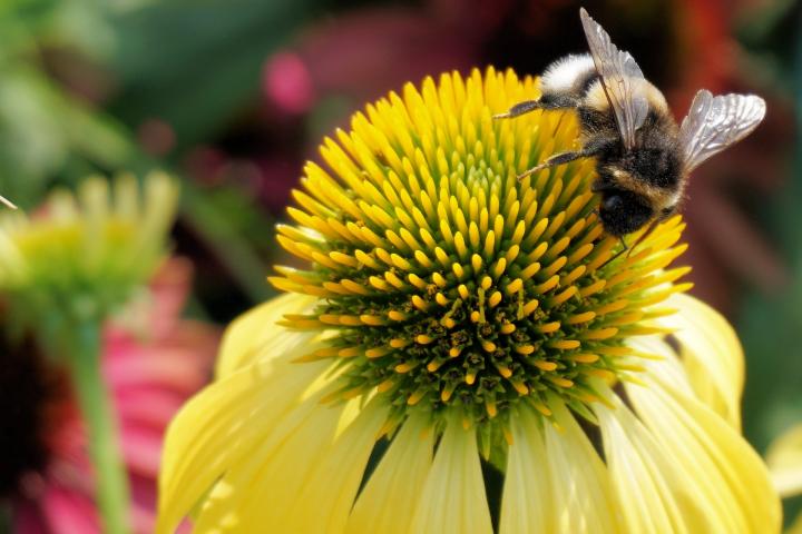 Coneflower with bee